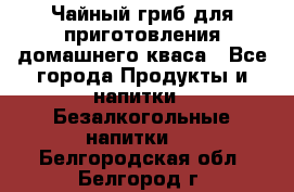 Чайный гриб для приготовления домашнего кваса - Все города Продукты и напитки » Безалкогольные напитки   . Белгородская обл.,Белгород г.